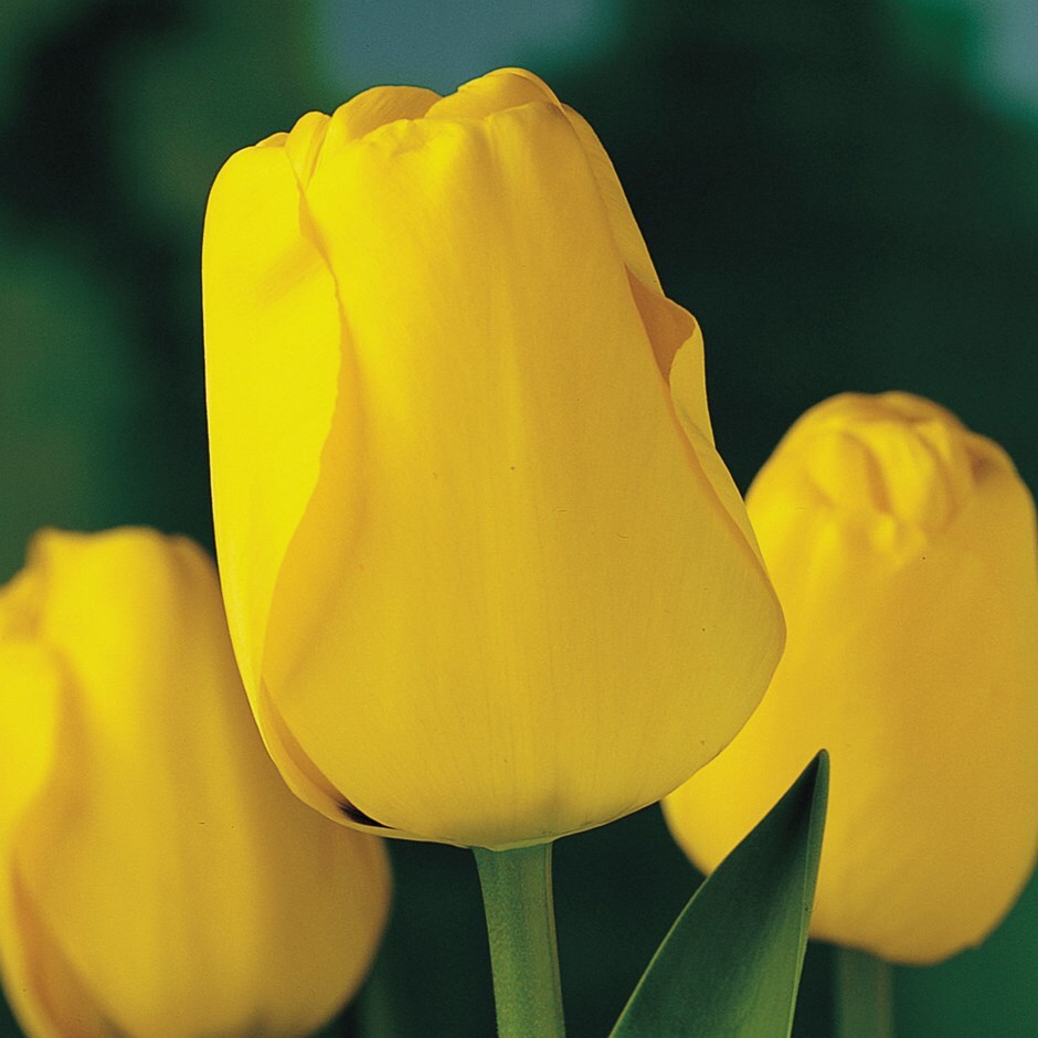 Tulipa 'Golden Apeldoorn'